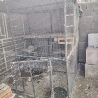 قفس آهنی|لوازم جانبی حیوانات|دهاقان, |دیوار