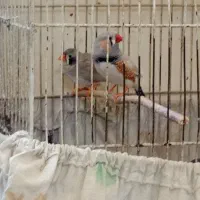 فنچ|پرنده|شیراز, شهرک والفجر|دیوار