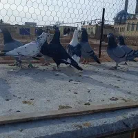 کفتر کبوتر پلاکی|حیوانات|لنجان, |دیوار