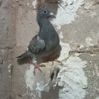 کفتر،|پرنده|زرند, |دیوار