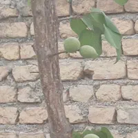باغچه 300متر کلاکوب،سجاد۲۸|فروش زمین و ملک کلنگی|مشهد, کلاکوب|دیوار