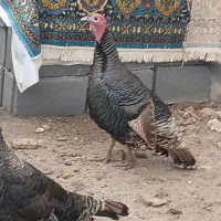 باسلام بوقلمون ماده فروشی فوری فوری