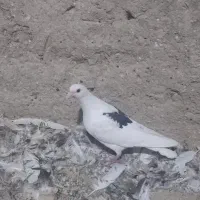 دوکت|پرنده|سراوان, |دیوار