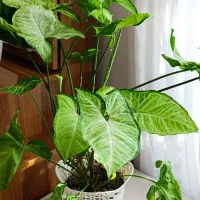 گل زیبا و شاداب|گل و گیاه طبیعی|رشت, معلولین|دیوار