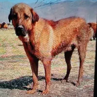 سگ نر گمشده