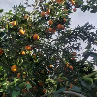 فروش زمین مسکونی ۱۸۰۰ متری در محیطی عالی|فروش زمین و ملک کلنگی|قائم‌شهر, |دیوار