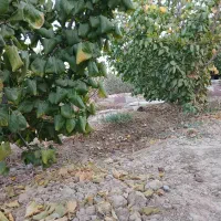 باغ ۴۴۰ متری|فروش زمین و ملک کلنگی|تهران, دولتخواه شمالی|دیوار