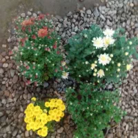 گل داوودی خیلی پر بوته ۵۰ تومن|گل و گیاه طبیعی|رشت, حمیدیان|دیوار