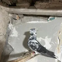 کفتر کاکلی ماده