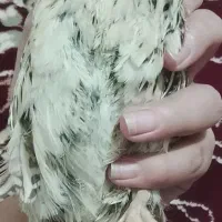 بلدارچین توخم گزار