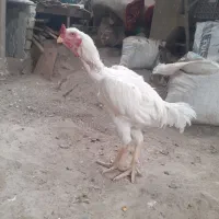 مرغ و خروس لاری|حیوانات مزرعه|فاضل آباد, |دیوار