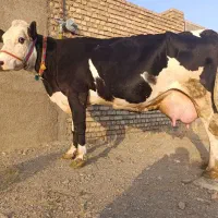 گاو سیاکله سفید
