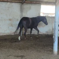 اسب ترکمن مادیان|اسب و تجهیزات اسبسواری|قزوین, |دیوار