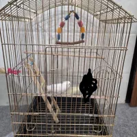 عروس هلندی سخنگو|پرنده|قم, سید معصوم|دیوار