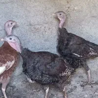 بوقلمون ماده تخم گذار چاق|حیوانات مزرعه|هشتگرد, خور|دیوار