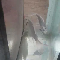 ماهی کوی|ماهی|تبریز, |دیوار