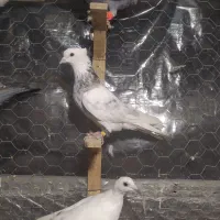 کبوتر|پرنده|نگین شهر, |دیوار