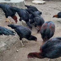 ۱۰عدد نیمچه از نژاد درجه یک