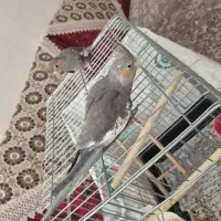 عروس هلندی