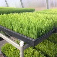 علوفه تازه ، خوراک دام ، علوفه هیدروپونیک|عمدهفروشی|شاندیز, |دیوار