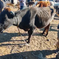 گاو گوشتی|حیوانات مزرعه|اهر, |دیوار