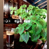 واگذاری کافه پدر خوانده|کافیشاپ و رستوران|یاسوج, |دیوار