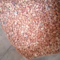 لوبیا چیتی درجه ۳