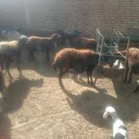 میش قزل آبستن|حیوانات مزرعه|داران, |دیوار