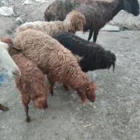 طلیان للبیع