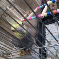 عروس هلندی کاملن سالم تخم گذاشته ۳