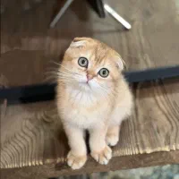 گربه اسکاتیش دبل فولد