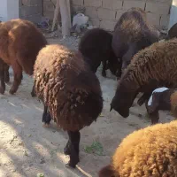 نر بره افشاری وکردستانی|حیوانات مزرعه|انبارآلوم, |دیوار