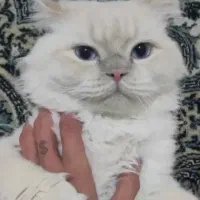 گربه پرشین اسکاتیش