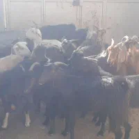 ۲۲تابز جوان ابستن دونه ۶۲۰۰ملیون|حیوانات مزرعه|خشت, |دیوار