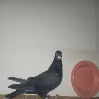 کبوتر پلاکی|پرنده|اصفهان, آفاران|دیوار