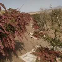 زرشک شاخه|خوردنی و آشامیدنی|اصفهان, ارغوانیه|دیوار