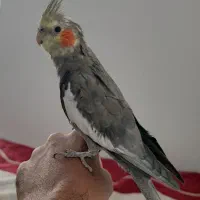 جوجه عروس هلندی.