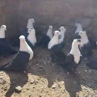 کلاغ.کربلایی