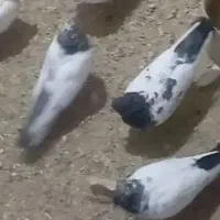 کفتر به شرط میدم