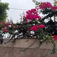 باغچه-خوش-قیمت