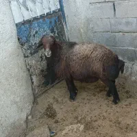 فروش قوچ قزل افشار نژاد دار دوقلو زا قیمت ۷۰ملیون
