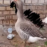 غاز نر|حیوانات مزرعه|خرمشهر, |دیوار