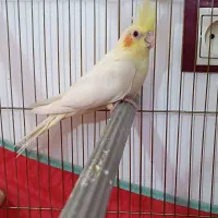 جوجه عروس هلندی آلبینو و لوتینو|پرنده|قم, اسمعیل آباد|دیوار