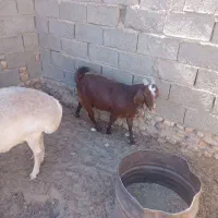 یک عددگوسفندوبز|حیوانات مزرعه|هامون, |دیوار