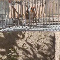 سهره و سهره قناری