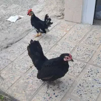 مرغ و خروس جاپنیز