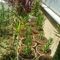 کاکتوس|گل و گیاه طبیعی|شیراز, کوی آزادگان|دیوار