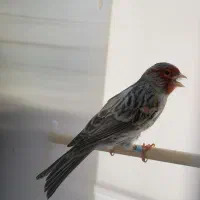 قناری|پرنده|بیجار, |دیوار