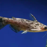 یک جفت پنکوس چوبی