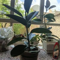 گل فیکوس